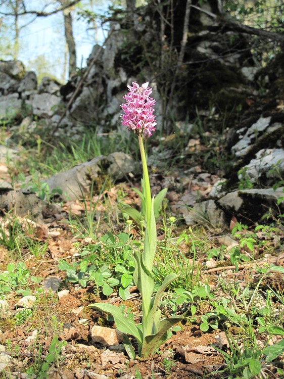 Orchis simia